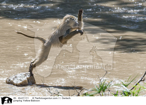 springender Steppenpavian / jumping Yellow Baboon / IG-01111