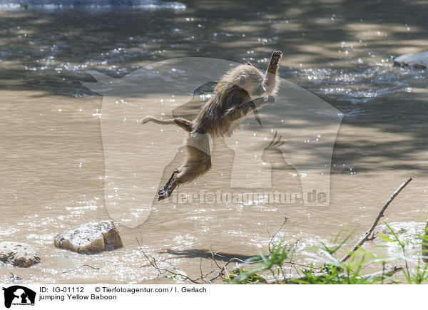 springender Steppenpavian / jumping Yellow Baboon / IG-01112