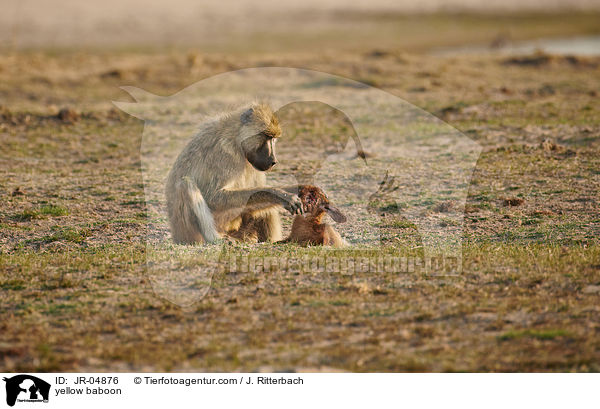 Steppenpavian / yellow baboon / JR-04876