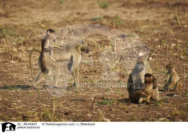 yellow baboons / JR-04927