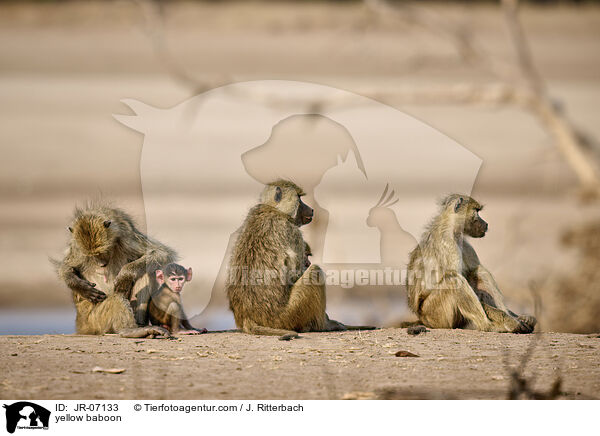 Steppenpavian / yellow baboon / JR-07133