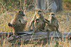 Yellow Baboons