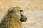 Yellow Baboon