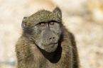 yellow baboon portrait