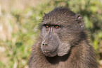 yellow baboon portrait