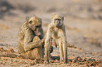 yellow baboons