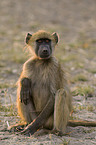 yellow baboon