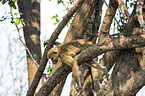 Yellow Baboon in the tree