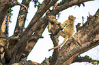 Yellow Baboons in the tree
