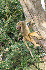 Yellow Baboons in the tree