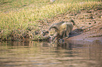 Yellow Baboon at the water
