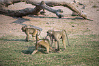 fighting Yellow Baboons