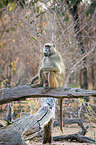 sitting Yellow Baboon