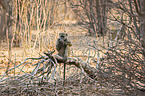 sitting Yellow Baboon