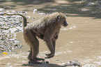 Yellow Baboons at the water