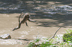 jumping Yellow Baboon