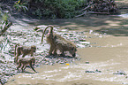 Yellow Baboons at the water