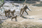 Yellow Baboons at the water