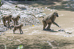 Yellow Baboons at the water