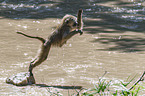 jumping Yellow Baboon