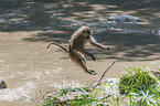 jumping Yellow Baboon