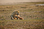 yellow baboon