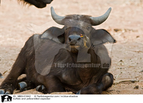 buffalo and yellow-billed oxpecker / MBS-01842