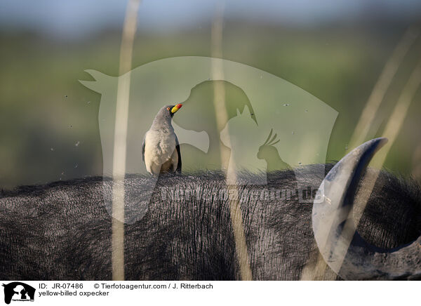 Gelbschnabel-Madenhacker / yellow-billed oxpecker / JR-07486