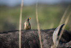 yellow-billed oxpecker