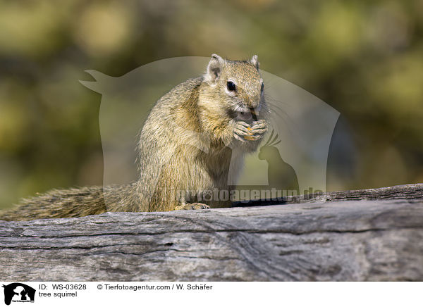 tree squirrel / WS-03628