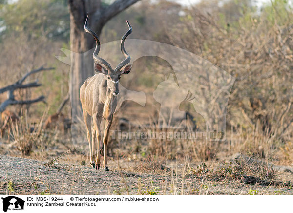 Sambesi-Grokudu / running Zambezi Greater Kudu / MBS-19244