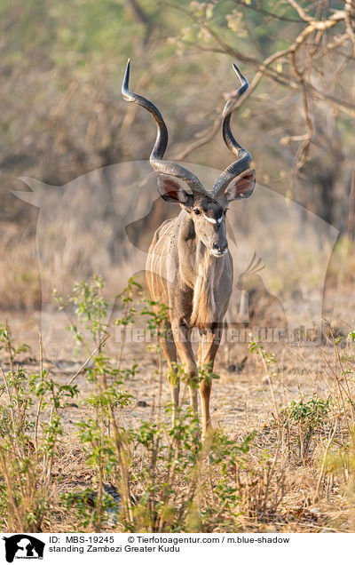 standing Zambezi Greater Kudu / MBS-19245