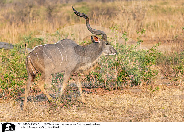 laufendes Sambesi-Grokudu / running Zambezi Greater Kudu / MBS-19246