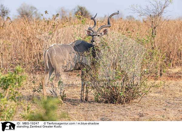 standing Zambezi Greater Kudu / MBS-19247
