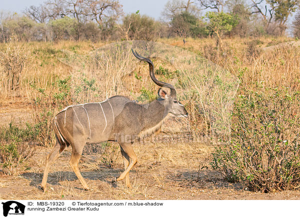 laufendes Sambesi-Grokudu / running Zambezi Greater Kudu / MBS-19320