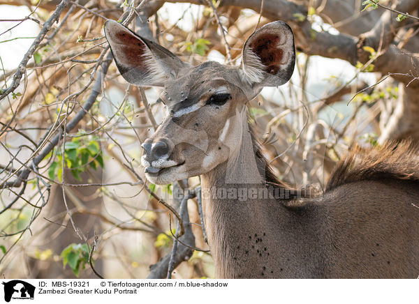 Zambezi Greater Kudu Portrait / MBS-19321