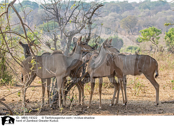 Sambesi-Grokudu Herde / herd of Zambezi Greater Kudus / MBS-19322