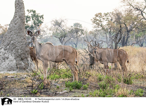 Sambesi-Grokudu Herde / herd of Zambezi Greater Kudus / MBS-19336