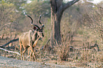 running Zambezi Greater Kudu