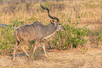 running Zambezi Greater Kudu