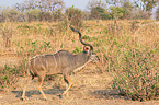 running Zambezi Greater Kudu