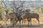 herd of Zambezi Greater Kudus