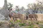 herd of Zambezi Greater Kudus
