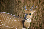 Zambia bushbock