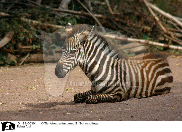 Zebra foal / SS-00301