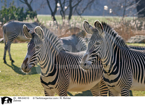 Zebras / Zebras / RR-04010