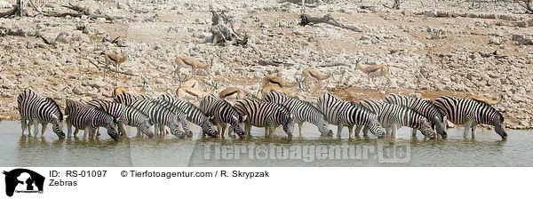 Zebras / Zebras / RS-01097