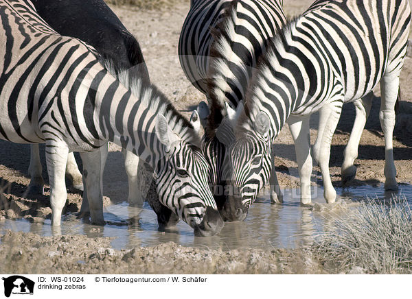 Zebraherde am Wasserloch / drinking zebras / WS-01024