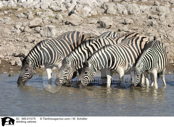 Zebraherde am Wasserloch / drinking zebras / WS-01075