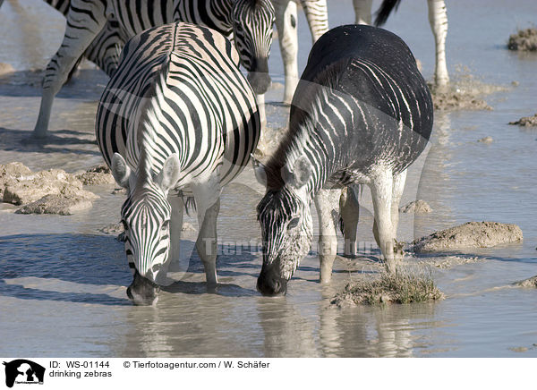 Zebraherde am Wasserloch / drinking zebras / WS-01144